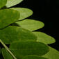 Gleditsia triacanthos (Fabaceae) - leaf - margin of upper + lower surface