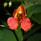 Impatiens capensis (Balsaminaceae) - inflorescence - frontal view of flower