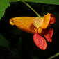 Impatiens capensis (Balsaminaceae) - inflorescence - lateral view of flower