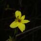Jasminum nudiflorum (Oleaceae) - inflorescence - frontal view of flower