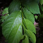 Lindera benzoin (Lauraceae) - leaf - showing orientation on twig