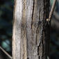 Lonicera maackii (Caprifoliaceae) - bark - of a small tree or small branch