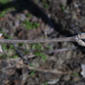 Lonicera maackii (Caprifoliaceae) - twig - winter overall