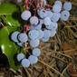 Mahonia aquifolium (Berberidaceae) - fruit - as borne on the plant