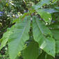 Magnolia fraseri (Magnoliaceae) - whole tree (or vine) - general