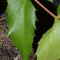 Mahonia nervosa (Berberidaceae) - leaf - whole upper surface