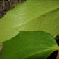 Mahonia nervosa (Berberidaceae) - leaf - margin of upper + lower surface