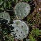Opuntia humifusa (Cactaceae) - whole plant - unspecified