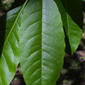 Oxydendrum arboreum (Ericaceae) - leaf - whole upper surface