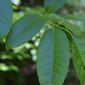 Oxydendrum arboreum (Ericaceae) - leaf - showing orientation on twig