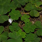 Oxalis oregana (Oxalidaceae) - whole plant - in flower - general view