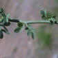 Parkinsonia florida (Fabaceae) - leaf - whole upper surface