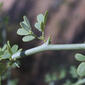 Parkinsonia florida (Fabaceae) - twig - orientation of petioles