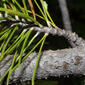 Pinus contorta (Pinaceae) - twig - showing attachment of needles