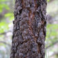 Pinus engelmannii (Pinaceae) - bark - of a small tree or small branch