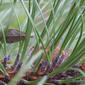 Pinus engelmannii (Pinaceae) - leaf - entire needle