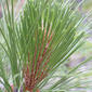 Pinus engelmannii (Pinaceae) - leaf - entire needle