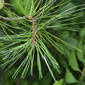 Pinus rigida (Pinaceae) - leaf - showing orientation on twig