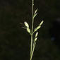 Poa annua (Poaceae) - inflorescence - whole - unspecified