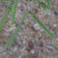 Prosopis glandulosa (Fabaceae) - leaf - whole upper surface