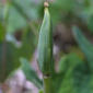 Sanguinaria canadensis (Papaveraceae) - fruit - juvenile