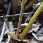 Sanguinaria canadensis (Papaveraceae) - stem - showing leaf bases