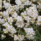 Sambucus nigra  ssp. canadensis (Caprifoliaceae) - inflorescence - frontal view of flower