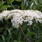 Sambucus nigra  ssp. canadensis (Caprifoliaceae) - inflorescence - whole - unspecified