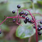 Sambucus nigra  ssp. canadensis (Caprifoliaceae) - fruit - lateral or general close-up