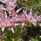 Sedum pulchellum (Crassulaceae) - inflorescence - frontal view of flower