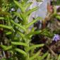 Sedum pulchellum (Crassulaceae) - leaf - on upper stem