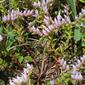 Sedum pulchellum (Crassulaceae) - whole plant - in flower - general view