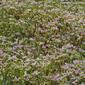 Sedum pulchellum (Crassulaceae) - whole plant - in flower - general view