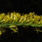 Solidago canadensis (Asteraceae) - inflorescence - whole - unspecified