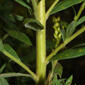 Solidago canadensis (Asteraceae) - stem - showing leaf bases