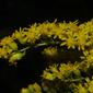 Solidago gigantea (Asteraceae) - inflorescence - whole - unspecified