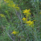 Solidago gigantea (Asteraceae) - whole plant - in flower - general view