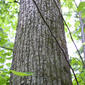 Tilia americana (Tiliaceae) - bark - of a large tree