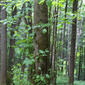 Tilia americana (Tiliaceae) - whole tree (or vine) - general