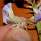 Wisteria frutescens (Fabaceae) - inflorescence - close-up of flower interior