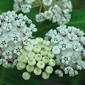 Asclepias variegata (Asclepiadaceae) - inflorescence - whole - unspecified
