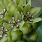 Asclepias viridis (Asclepiadaceae) - inflorescence - frontal view of flower