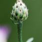 Centaurea biebersteinii (Asteraceae) - inflorescence - unspecified