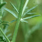 Centaurea biebersteinii (Asteraceae) - stem - showing leaf bases