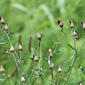 Centaurea biebersteinii (Asteraceae) - inflorescence - whole - unspecified