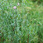 Centaurea biebersteinii (Asteraceae) - whole plant - in flower - general view