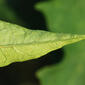 Datura stramonium (Solanaceae) - leaf - margin of upper + lower surface