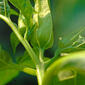 Datura stramonium (Solanaceae) - inflorescence - ventral view of flower + perianth
