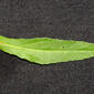 Eclipta prostrata (Asteraceae) - leaf - on upper stem