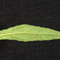 Eclipta prostrata (Asteraceae) - leaf - unspecified